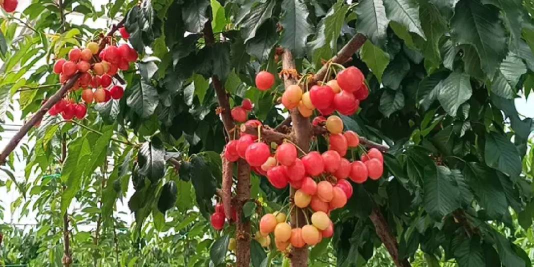 Jeotermal serada ilk kiraz hasadı yapıldı: Olumlu sonuç mahsulleri iç piyasada satılacak 2